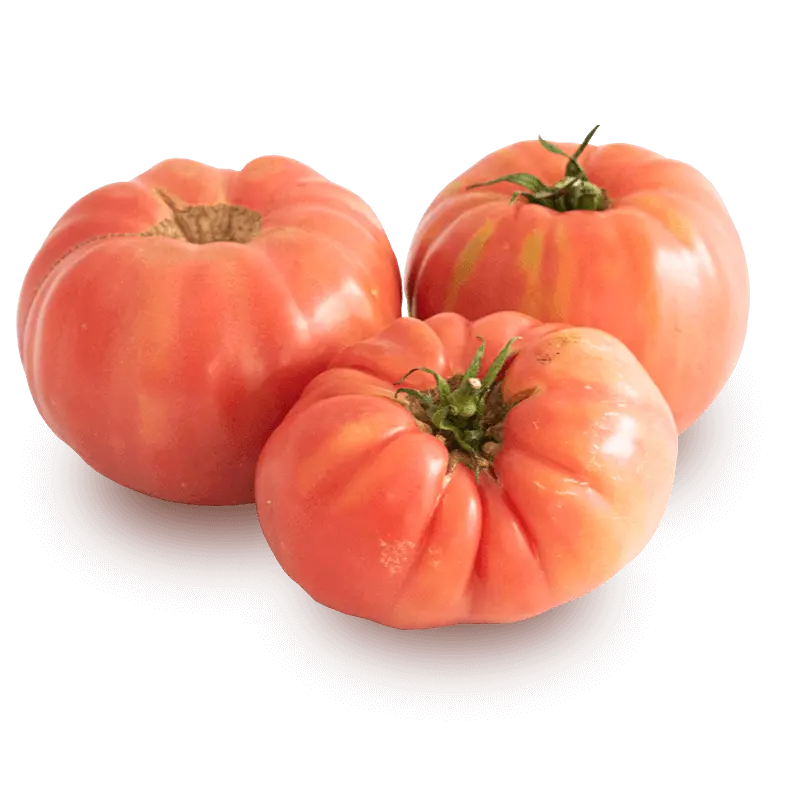Tomate Rosa